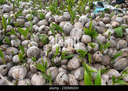 Gekeimte Kokosnüsse, Früchte der Kokospalme Cocos nucifera, Koh Samui, Thailand *** Kokosnusskeimlinge, Früchte der Kokospalme Cocos nucifera, Koh Stockfoto