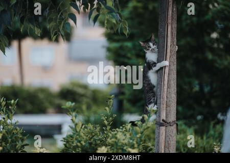 Verspielte Katze klettert auf einen Baum in einem Garten mit grünem Laub Stockfoto