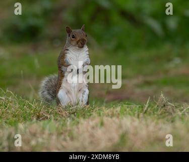 Grauhörnchen Stockfoto