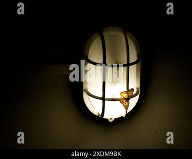 Schmetterling an einer Lampe in der Nacht Stockfoto