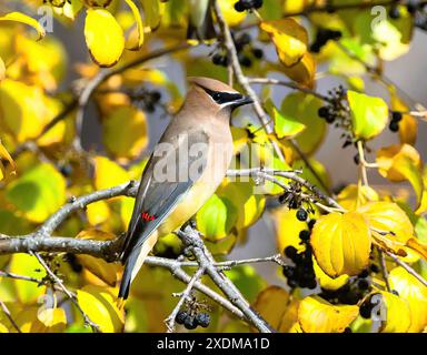 Ein Zedernschwingvogel, der sich in der Herbstsaison wunderschön in einem Sanddornbaum mit wechselnden Blättern posiert. Nahansicht. Stockfoto