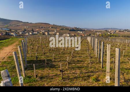 Spring Vineyards in der Nähe von Chenas in Beaujolais, Burgund, Frankreich Stockfoto