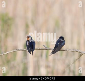 Ein Paar Barn Swallows, das im Mai auf einer Ast im Marsch im Pelee Park Ontario thront Stockfoto