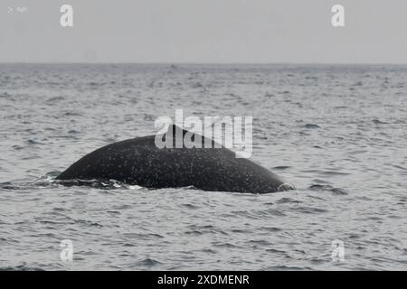 PTO LOPEZ BALLENAS OBSERVACION Puerto Lopez Manabi, 23. Juni 2024 Buckelwal Watching Tour API Ariel OCHOA Puerto Lopez Manabi Ecuador ACE PTOLOPEZ BALLENAS OBSERVACION 389d0394e573b0e5f66685e26666d9b3 Copyright: XOchoax Stockfoto