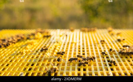 Bienen sitzen in einem Bienenstöcke auf einem Nahaufnahme-Rahmen. Bienenzucht, Waben mit Wachs versiegeln und Honig gießen, Bienenzucht und -Haltung Stockfoto