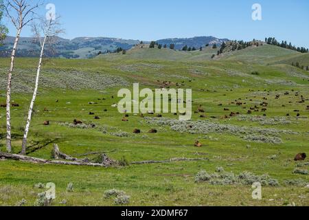 Bisonbüffel, die im Frühjahr 2024 im Yellowstone National Park auf dem Hügel des Lamar Valley weiden Stockfoto