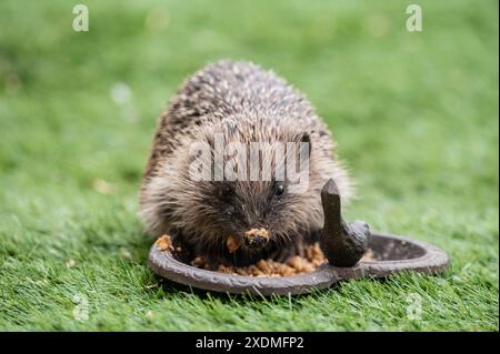 Ein Igel isst tagsüber veganes Hundefutter im Garten, mit Futter auf seiner Schnauze. Stockfoto