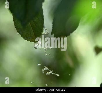 Wassertropfen fallen vom grünen Blatt. Stockfoto