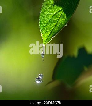 Wassertropfen fallen vom grünen Blatt. Stockfoto
