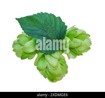 Drei frische grüne Hopfenkegel mit Blatt isoliert auf weißem Hintergrund. Close Up Hopfenzapfen für Bier und Brot. Frischer grüner Hopfenzweig. Stockfoto