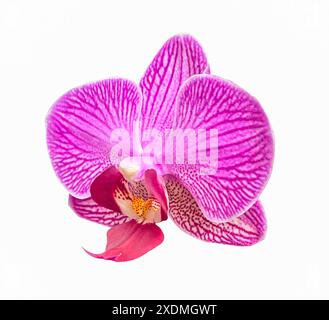 Rosa gestreifte Orchidee isoliert auf weißem Hintergrund. Einzelne Blume mit rosa und gestreiften Blütenblättern. Phalaenopsis oder Mottenart. Blumendesign für Auto Stockfoto