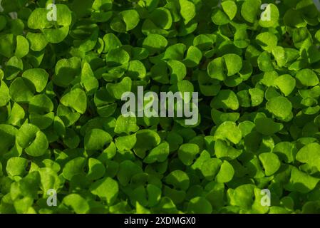 Nahaufnahme des Hintergrunds von Basilikum Micro Herds von oben. Keimende Microgreens. Samenkeimung zu Hause. Veganes und gesundes Esskonzept. Gekeimtes Basilikum S Stockfoto