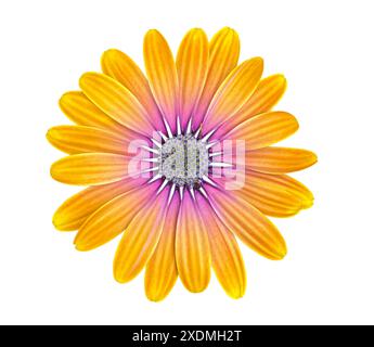 Schönes lila-oranges Osteospermum oder afrikanische Gänseblümchenblume isoliert auf weißem Hintergrund. Objekt mit Begrenzungsmaske für die Konstruktion. Stockfoto