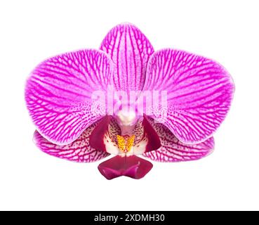 Lila Phalaenopsis Orchideenblüten mit weißen Streifen, Nahaufnahme, Makro isoliert auf weißem Hintergrund. Rosa gestreifte Blüte. Blumenelement für ca. Stockfoto