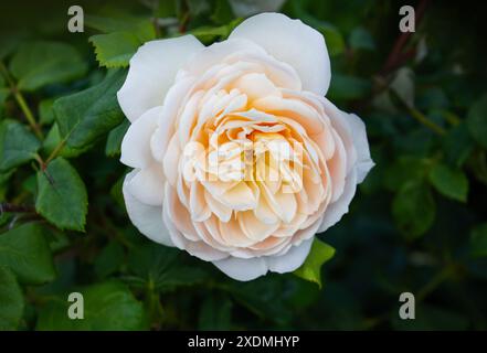 Hellrosa und pfirsichfarbene englische Rose Julia Blume in einem Garten. Idee für Postkarten, Grüße, Einladungen, Poster, Hochzeit und Geburtstagsdekoration Stockfoto