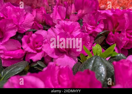 Violette Rhododendron-Blüten aus nächster Nähe. Rosafarbener Natur-Hintergrund. Violette Azaleen Blüten im Frühling. Saisonale Frühjahrtapete. Festliches Design Stockfoto