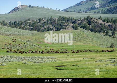 Bisonbüffel, die im Frühjahr 2024 in Yellowstone auf dem Hügel des Lamar Valley weiden Stockfoto