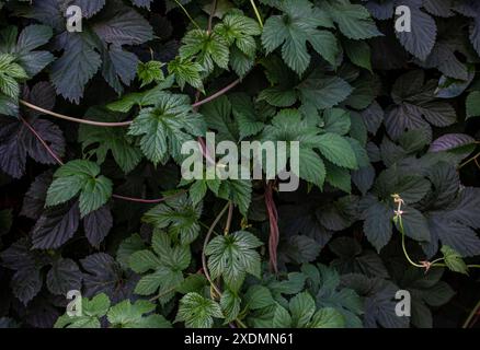 Grüne Blätter von Humulus lupulus Hintergrund. Hop verlässt den Hintergrund. Humulus-lupulus-Busch mit Blättern und Kletterästen. Stockfoto