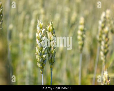 Zwei frische Ohren junger grüner Weizen über die Natur im Frühjahr Sommer Feld Nahaufnahme mit Kopierraum. Zwei Weizenohren vor dem Hintergrund eines Feldes. Stockfoto