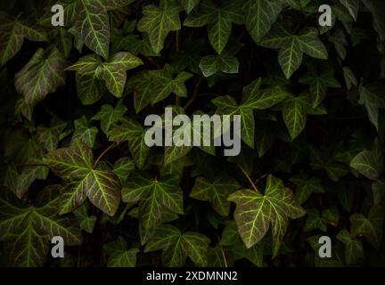 Himalaya-Efeublätter, Hedera Nepalensis Hintergrund. Natürlicher grüner Efeu hinterlässt Hintergrund. Grüne strukturierte Blätter wachsen auf einem Baumstamm. Stockfoto