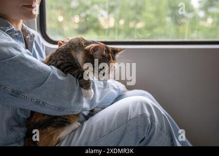 Reisen mit Haustieren. Die unruhige Katze sitzt auf dem Schoß des Besitzers, da die Zugfahrt mit öffentlichen Verkehrsmitteln in der Nähe des Fensters stattfindet Stockfoto