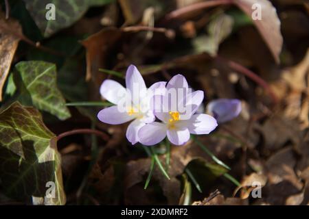 Crocus blüht im Frühjahr. Eines der ersten Anzeichen des Frühlings Stockfoto