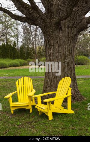 Gelb lackierte Adirondack-Holzstühle auf grünem Gras unter einem Laubbaum im Frühjahr, Montreal Botanical Garden, Quebec, Kanada. Stockfoto