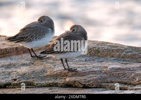 Ein Paar Dunlins, die mit ihren Schnäbeln im Gefieder liegen. - Salisbury, Massachusetts. Stockfoto