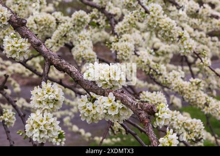 Prunus salicina 'Burbank' - Japanische Pflaumenzweige mit weißen Blüten im Frühjahr. Stockfoto