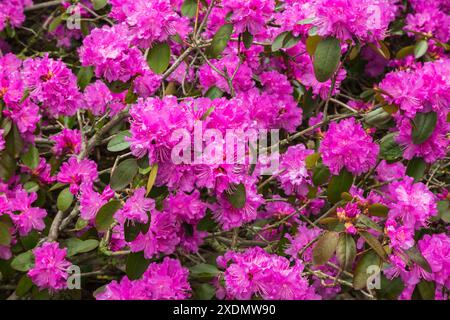 Rhododendron-Sträucher „Olga Mezzitt“ mit pfirsichrosa Blüten im Frühjahr. Stockfoto