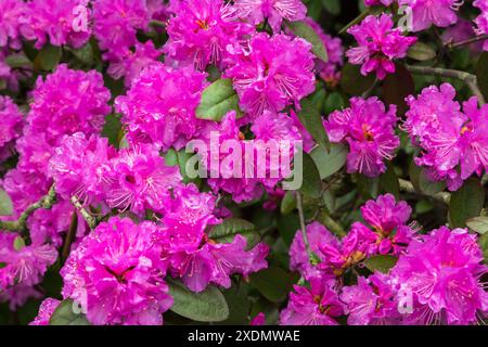 Rhododendron-Sträucher „Olga Mezzitt“ mit pfirsichrosa Blüten im Frühjahr. Stockfoto