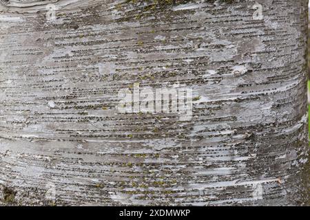 Nahaufnahme der Rinde auf Betula davurica - Birkenbaum im Frühjahr. Stockfoto