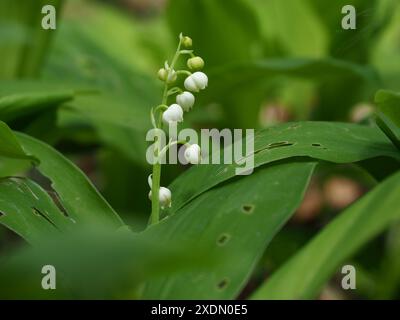 Lily Of The Valley im Wald Stockfoto