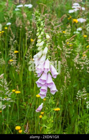 Blassviolett rosa Blüten des gewöhnlichen Fuchshandschuhs (Digitalis purpurea), die auf einer Sommerwiese blühen. Zweijährige Pflanze ist bestäuberfreundlich. Stockfoto
