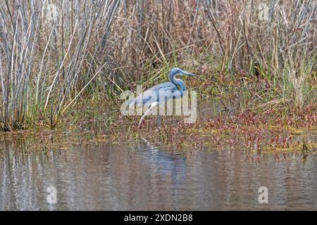 Dreifarbiger Reiher auf der Jagd in einem Feuchtgebiet im Chincoteague National Wildlife Refuge in Virginia Stockfoto