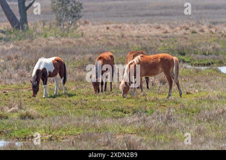 Bunte wilden Ponys Grasen in einem Feuchtgebiet in Chincoteague National Wildlife Refuge in Virginia Stockfoto