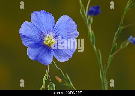 Die Blüte einer wilden Blauflachspflanze, oder Prärieflachs, Linum lewisii, wächst wild im Deschutes National Forest in den Cascade Mountains, Oregon. Stockfoto