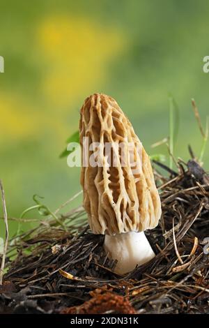 Detail eines gelben oder goldenen Morchella esculenta, der in bestimmten Gebieten in den Vereinigten Staaten verbreitet ist. Stockfoto