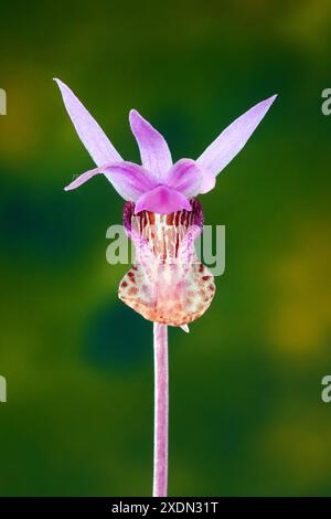 Detail einer Calypso-Orchidee, oder Fairy Slipper Orchidee, Calypso bulbosa, die wild im Deschutes National Forest in den Cascade Mountains im Zentrum von Oreg wächst Stockfoto