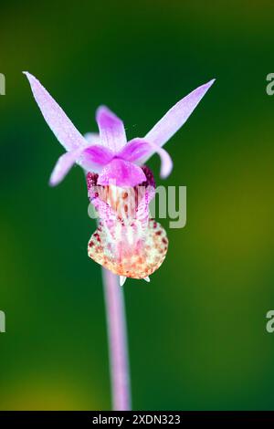 Detail einer Calypso-Orchidee, oder Fairy Slipper Orchidee, Calypso bulbosa, die wild im Deschutes National Forest in den Cascade Mountains im Zentrum von Oreg wächst Stockfoto