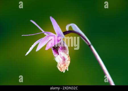 Detail einer Calypso-Orchidee, oder Fairy Slipper Orchidee, Calypso bulbosa, die wild im Deschutes National Forest in den Cascade Mountains im Zentrum von Oreg wächst Stockfoto