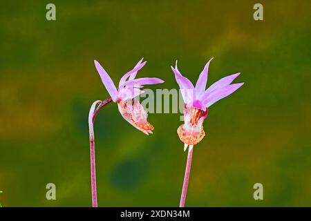 Detail einer Calypso-Orchidee, oder Fairy Slipper Orchidee, Calypso bulbosa, die wild im Deschutes National Forest in den Cascade Mountains im Zentrum von Oreg wächst Stockfoto