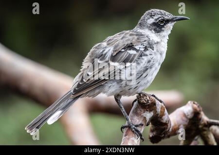 Ein Galapagos-Mockingbird, Mimus parvulus, auf den Galápagos-Inseln in Ecuador. Stockfoto