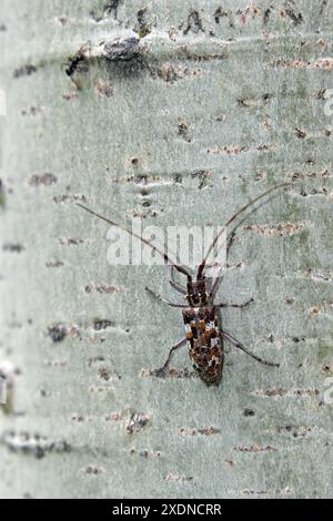 Gefleckter Kiefernsäger (Monochamus clamator) auf Aspenbaum Stockfoto