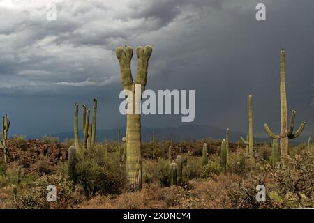 Sonoranischer Wüstenmonsunsturm Stockfoto