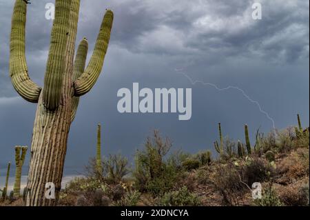 Blitz in der sonoran Wüste Stockfoto