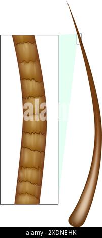 Struktur Menschliches Haar Unter Mikroskop. Anatomie des normalen Haares Stock Vektor