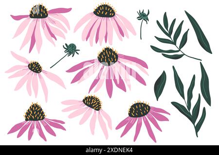 Coneflower lila Set isoliert auf weißem Hintergrund. Sammlung von Echinacea purpurea, Blättern und Wildblumen. Vektor handgezeichnet flache Illustration. Stock Vektor