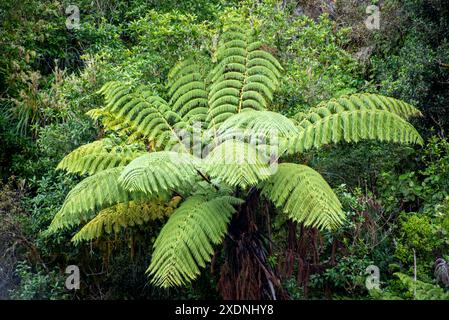 Tawa Podocarp Forest in Hunua Falls Reserve - Neuseeland Stockfoto