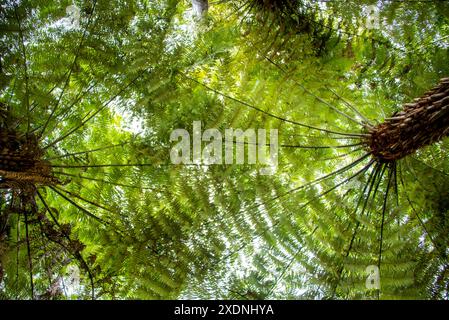 Tawa Podocarp Forest in Hunua Falls Reserve - Neuseeland Stockfoto